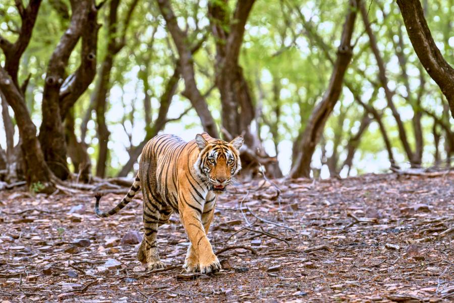 Golden Triangle Tour with Ranthambore