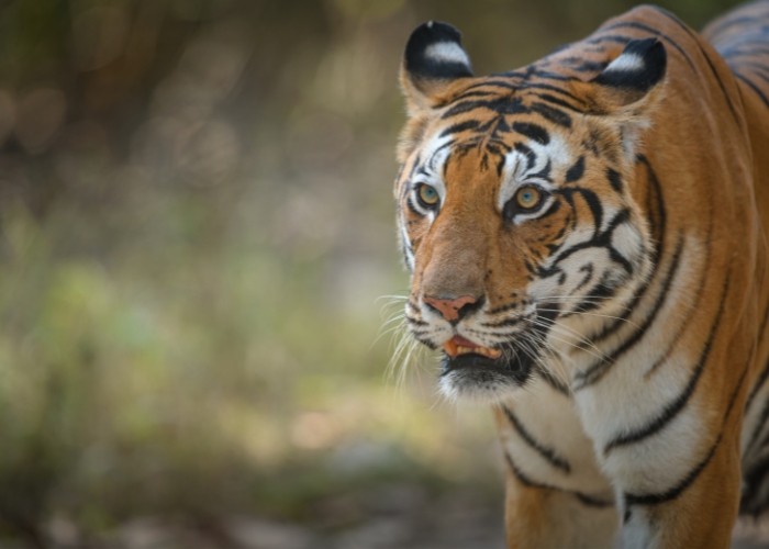 2 Days Overnight Ranthambore tour from Jaipur