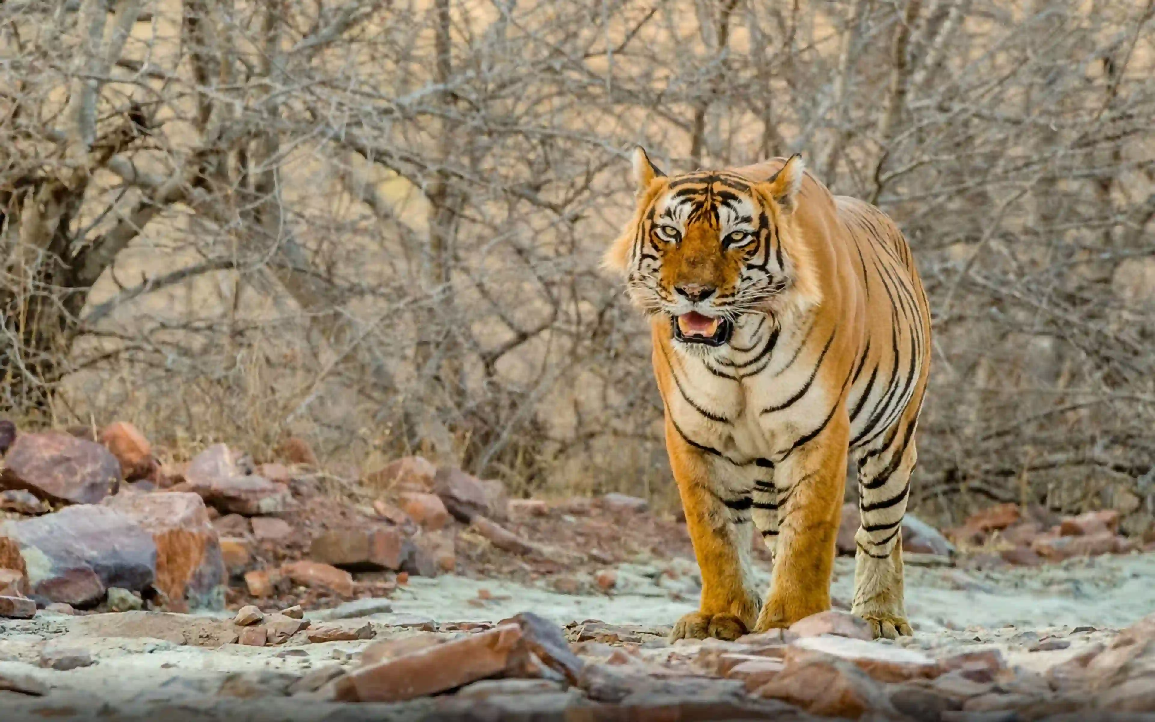 2 Days Overnight Ranthambore tour from Jaipur