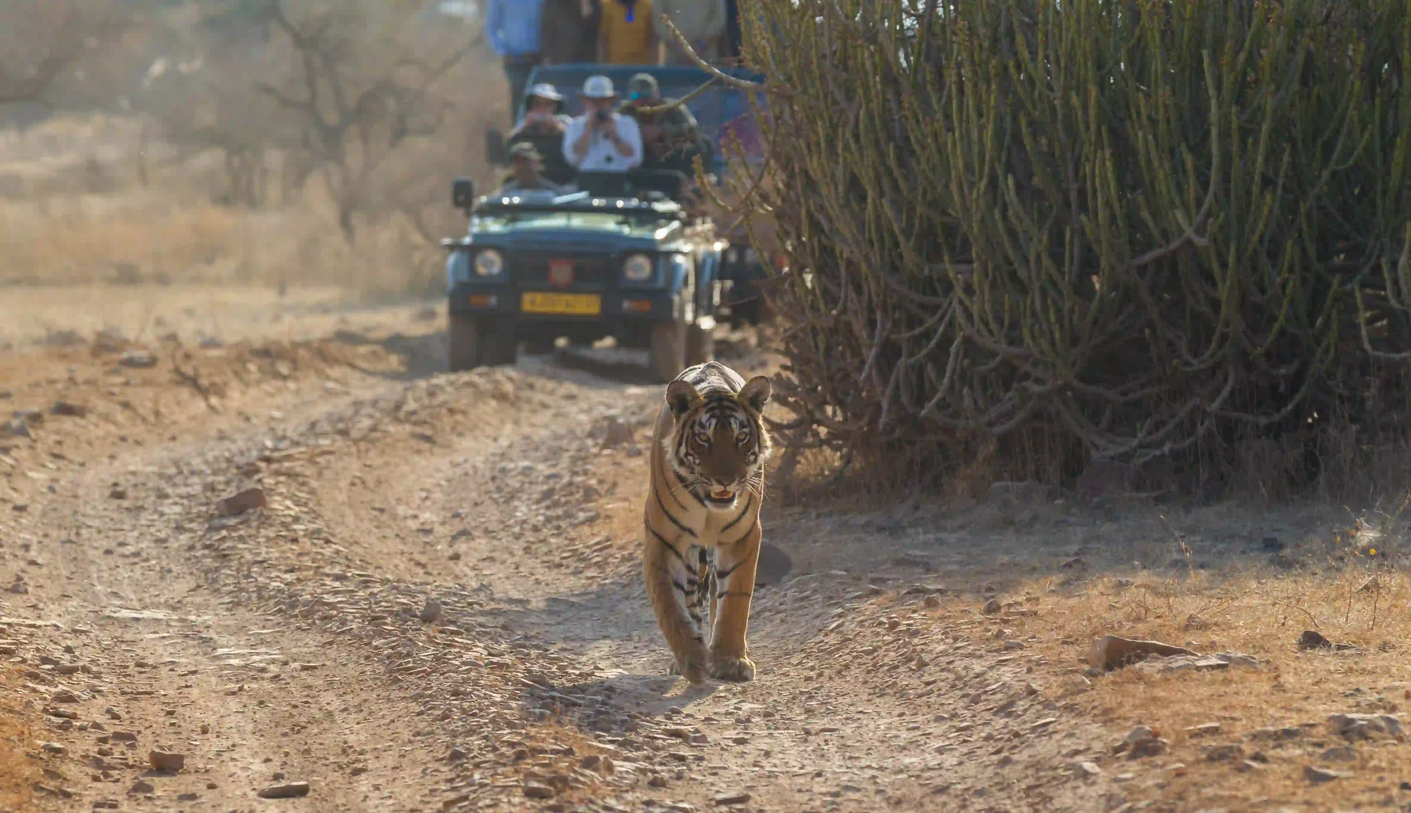 2 Days Overnight Ranthambore tour from Jaipur