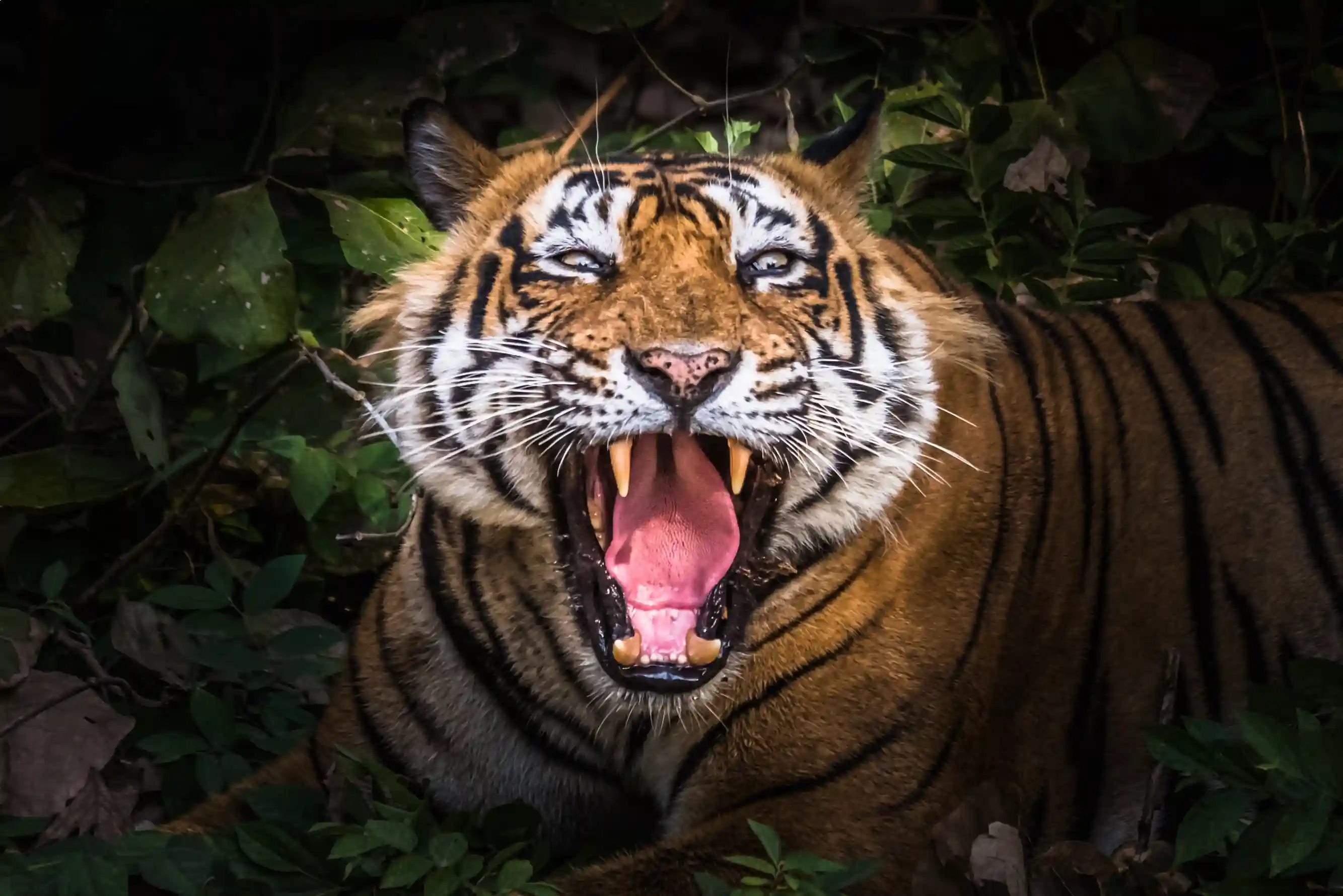 Golden Triangle Tour with Bharatpur and Ranthambore 8D
